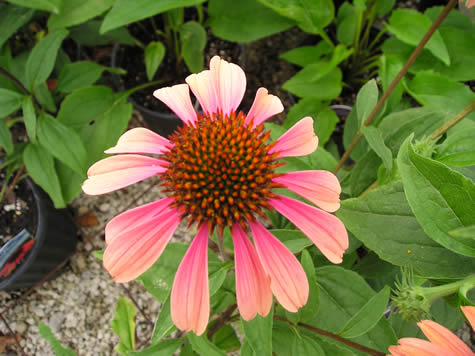 Picture of Summer Sky Coneflower